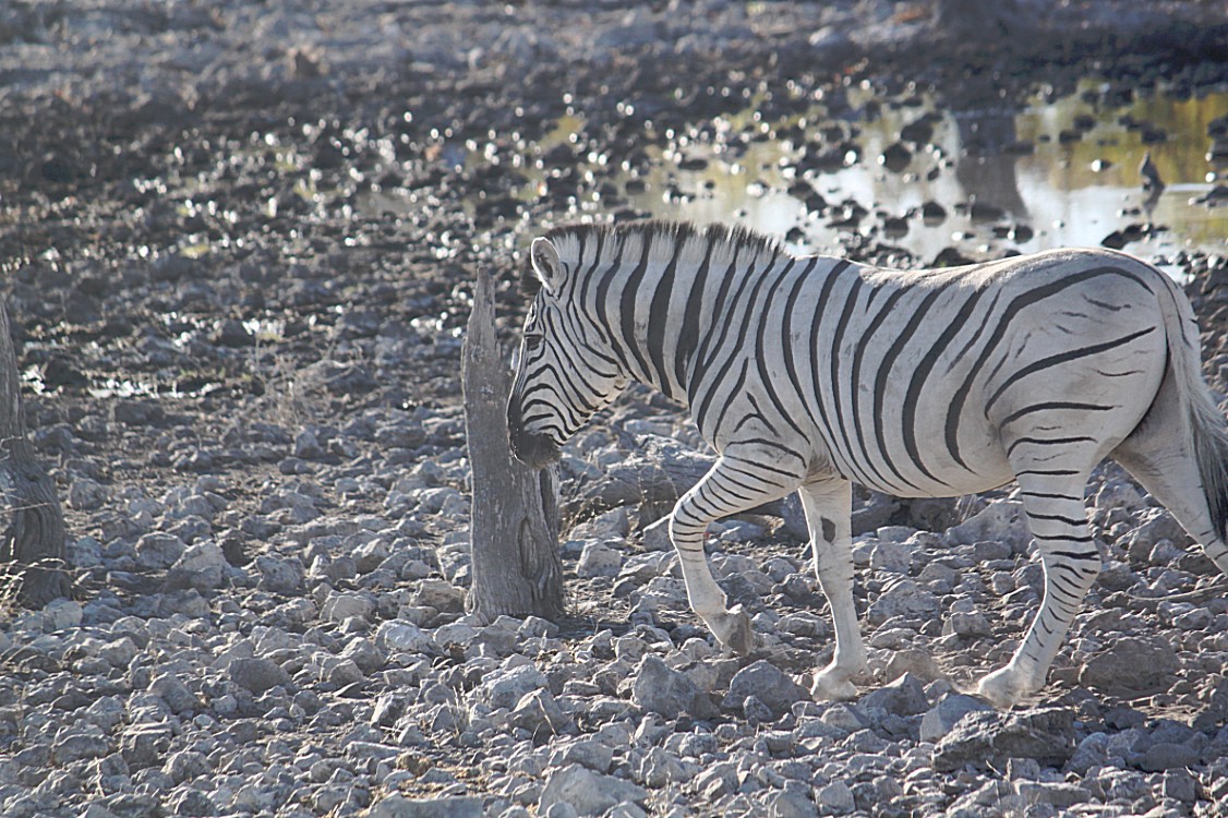 Namibie_Etosha2_2015_Img0016