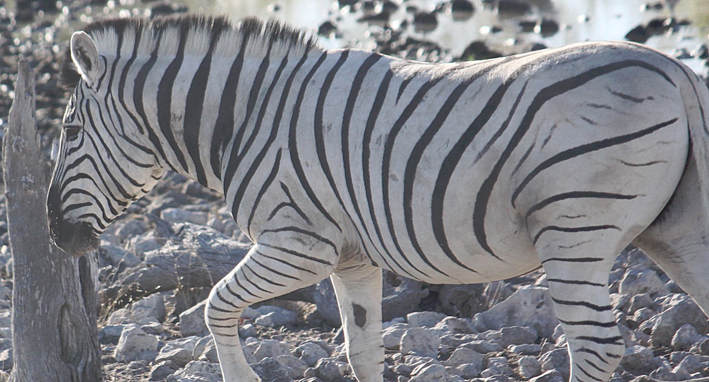 Namibie_Etosha2_2015_Img0017