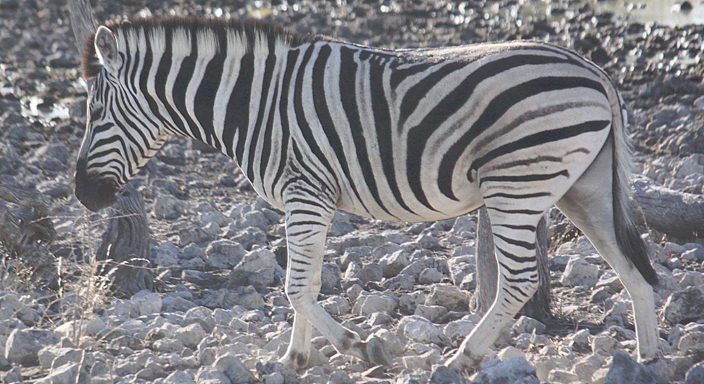 Namibie_Etosha2_2015_Img0019