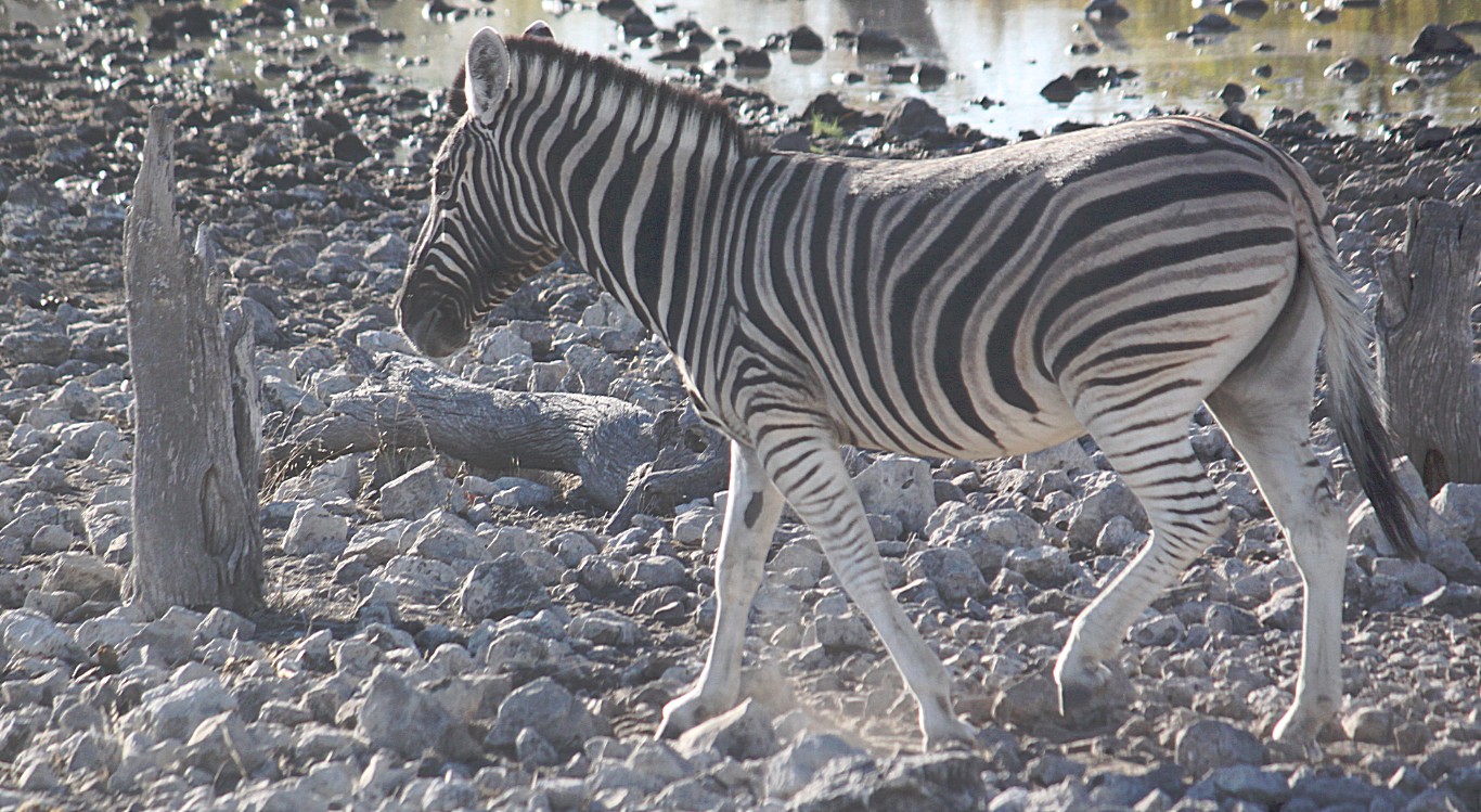 Namibie_Etosha2_2015_Img0020