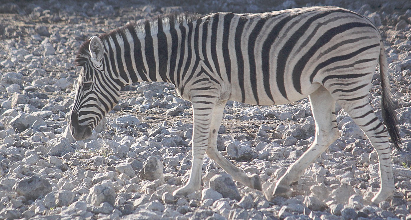 Namibie_Etosha2_2015_Img0021