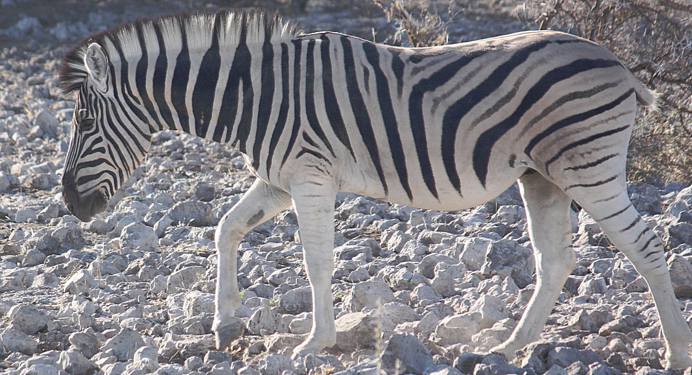 Namibie_Etosha2_2015_Img0022