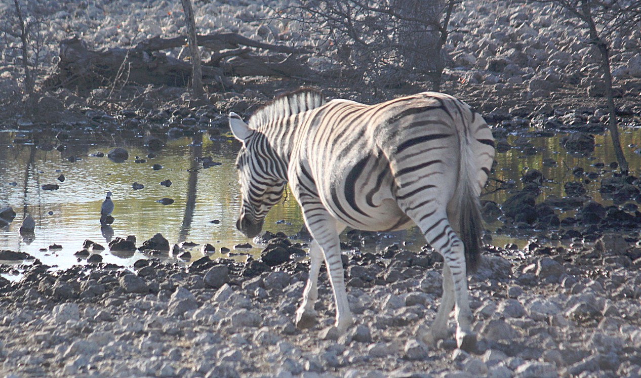 Namibie_Etosha2_2015_Img0023