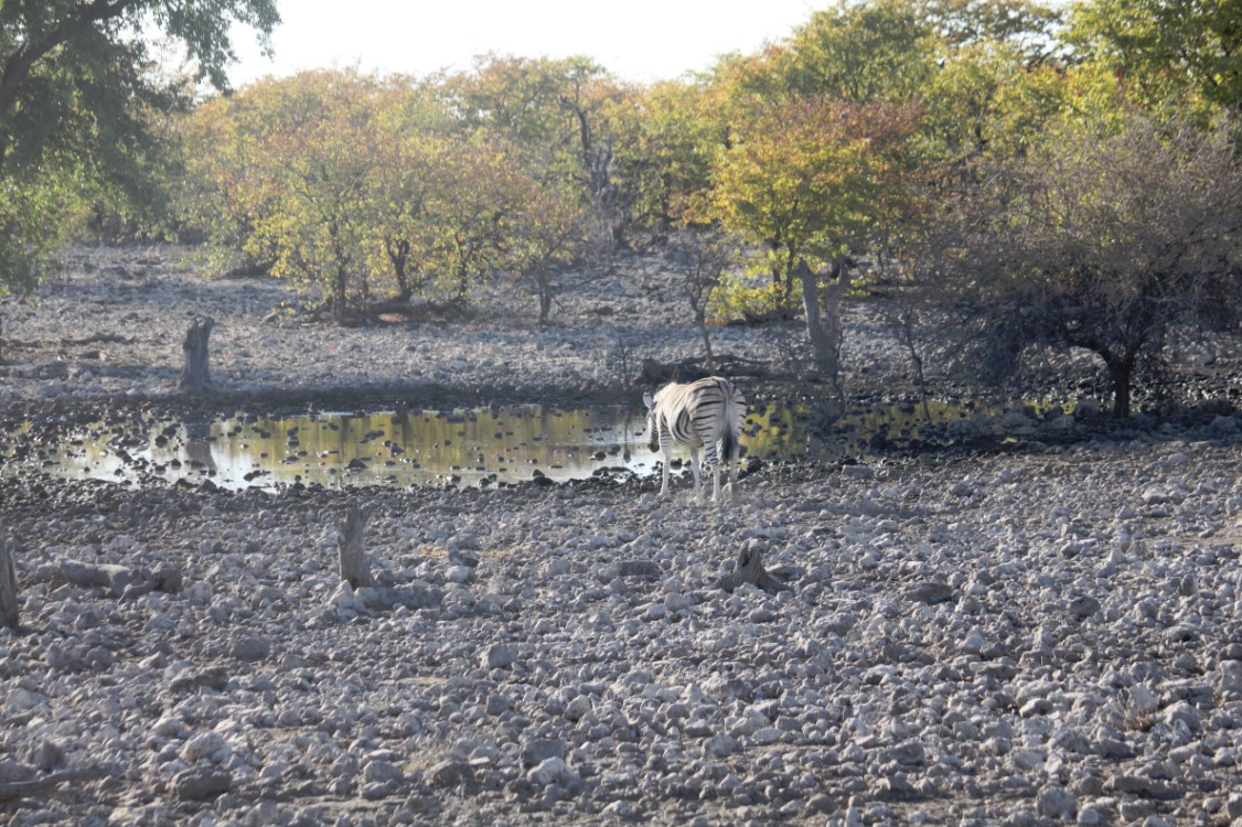 Namibie_Etosha2_2015_Img0024