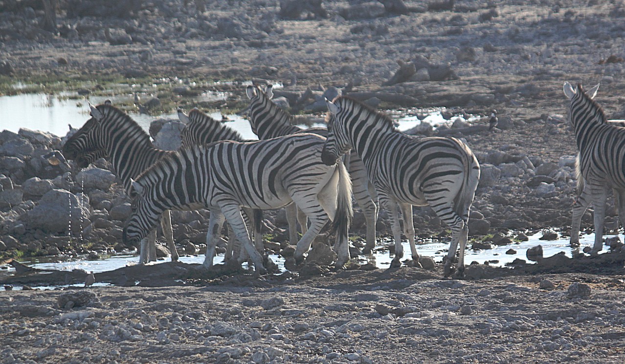 Namibie_Etosha2_2015_Img0025