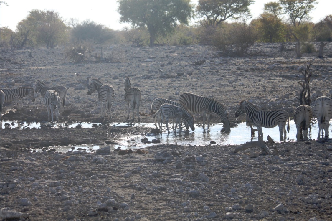 Namibie_Etosha2_2015_Img0026