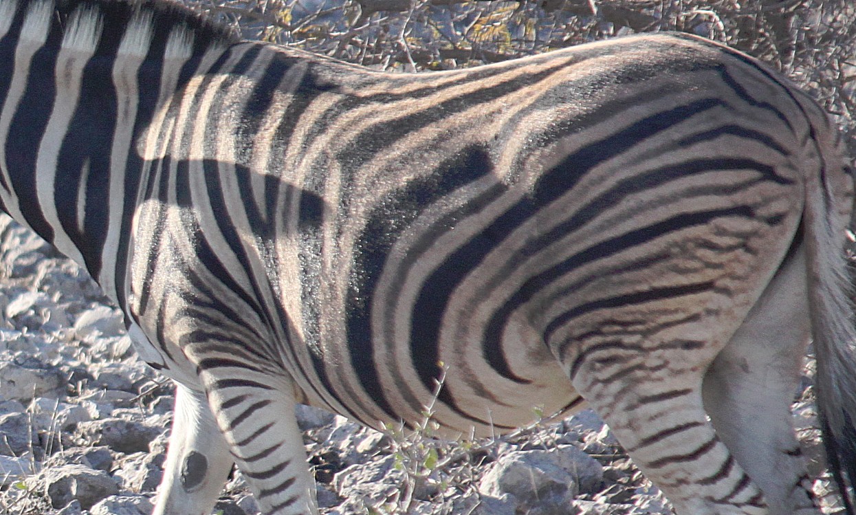 Namibie_Etosha2_2015_Img0027