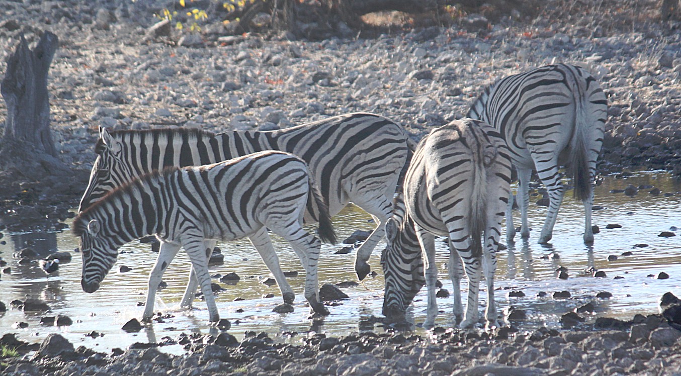 Namibie_Etosha2_2015_Img0028