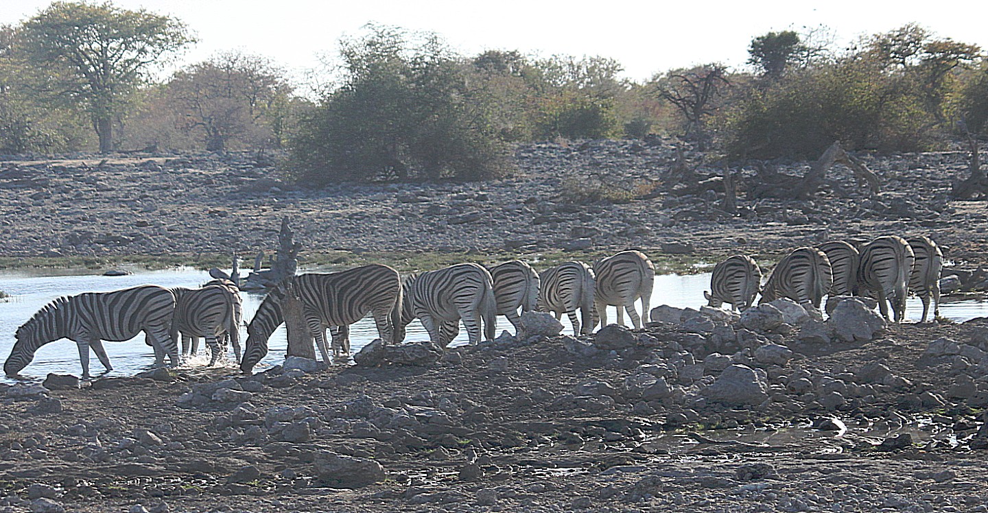 Namibie_Etosha2_2015_Img0029