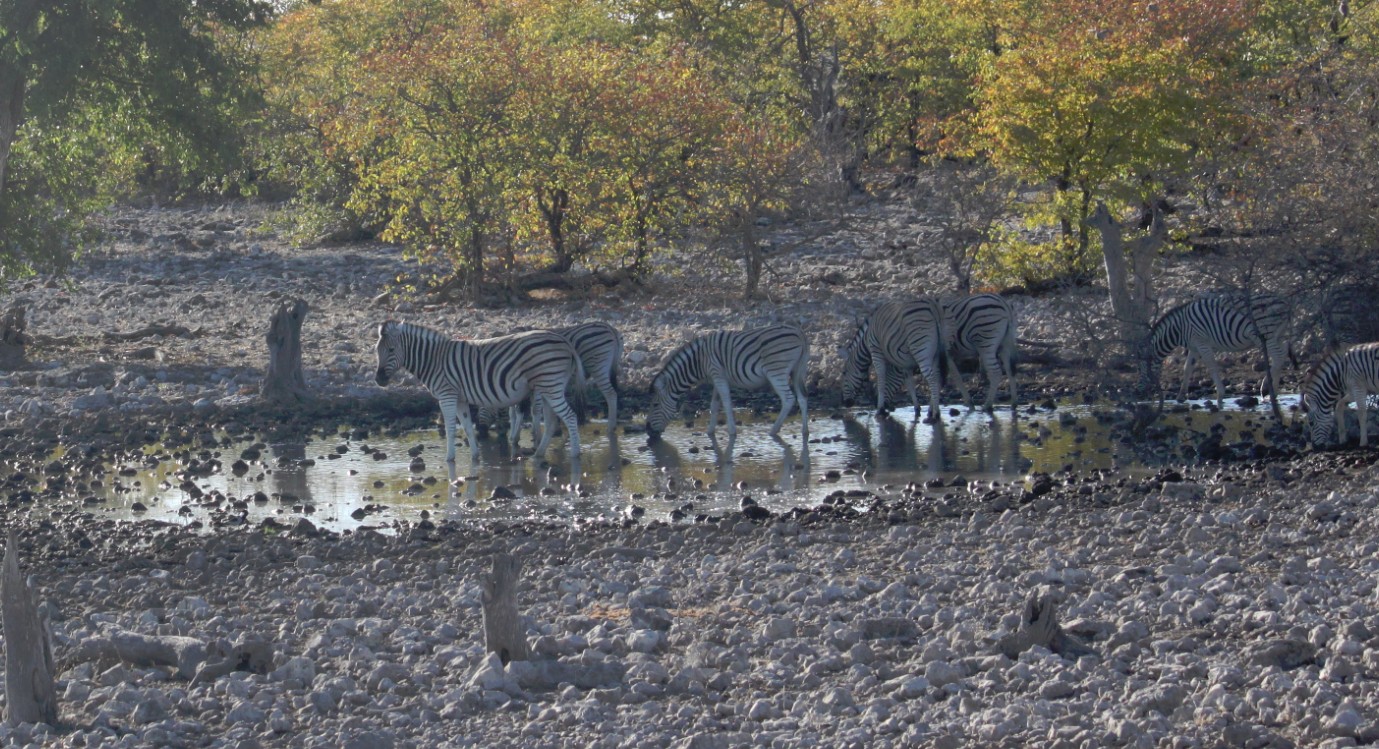 Namibie_Etosha2_2015_Img0030