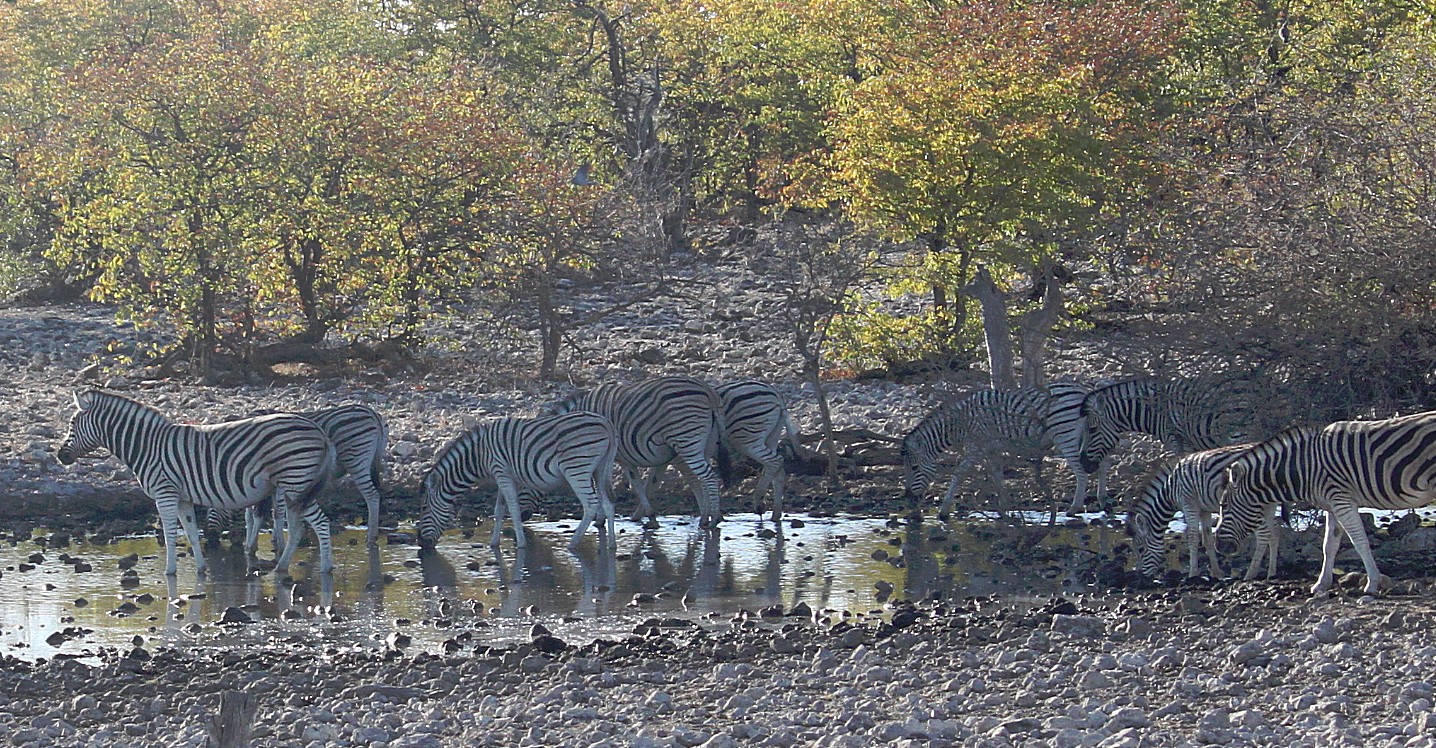 Namibie_Etosha2_2015_Img0031