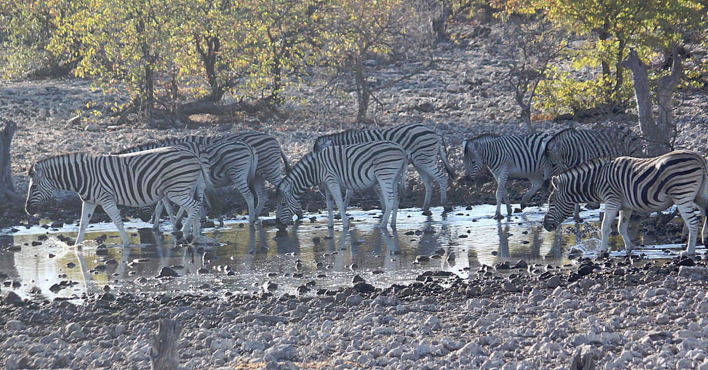 Namibie_Etosha2_2015_Img0032