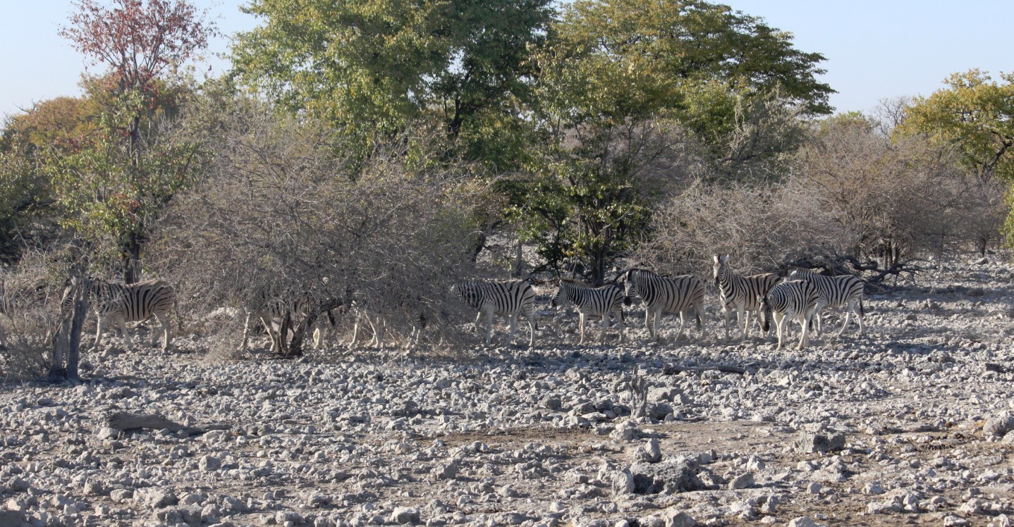 Namibie_Etosha2_2015_Img0033