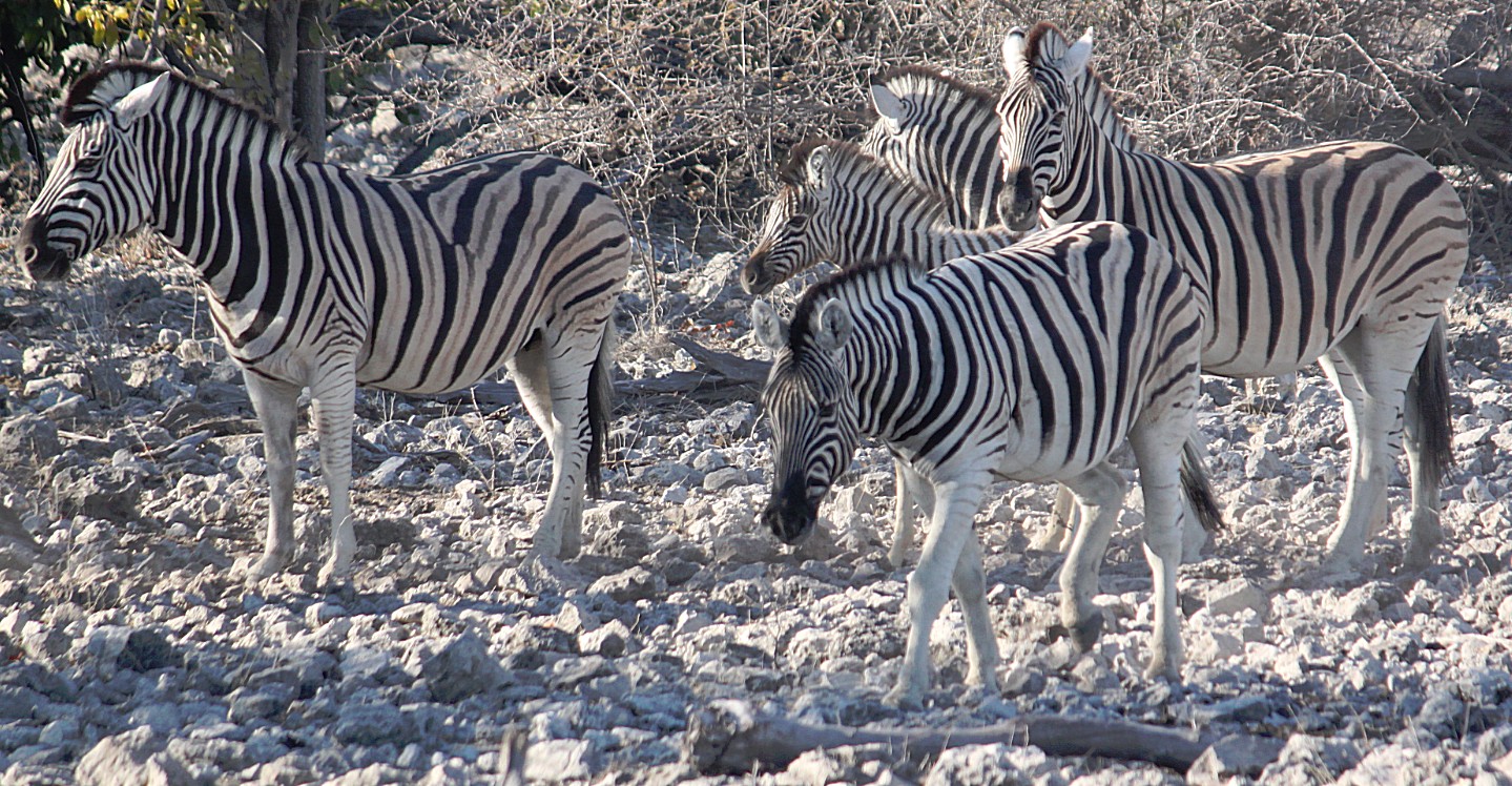 Namibie_Etosha2_2015_Img0034