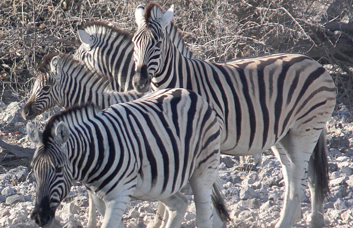 Namibie_Etosha2_2015_Img0035