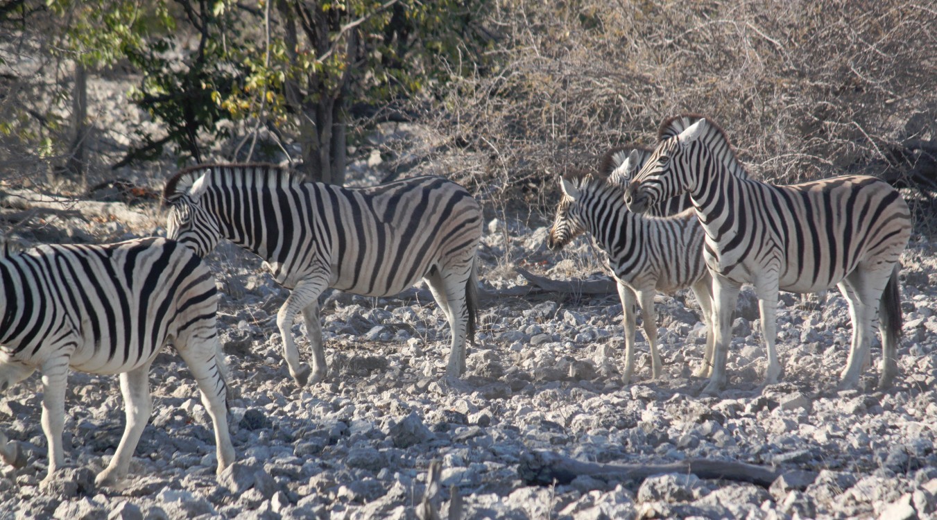 Namibie_Etosha2_2015_Img0036