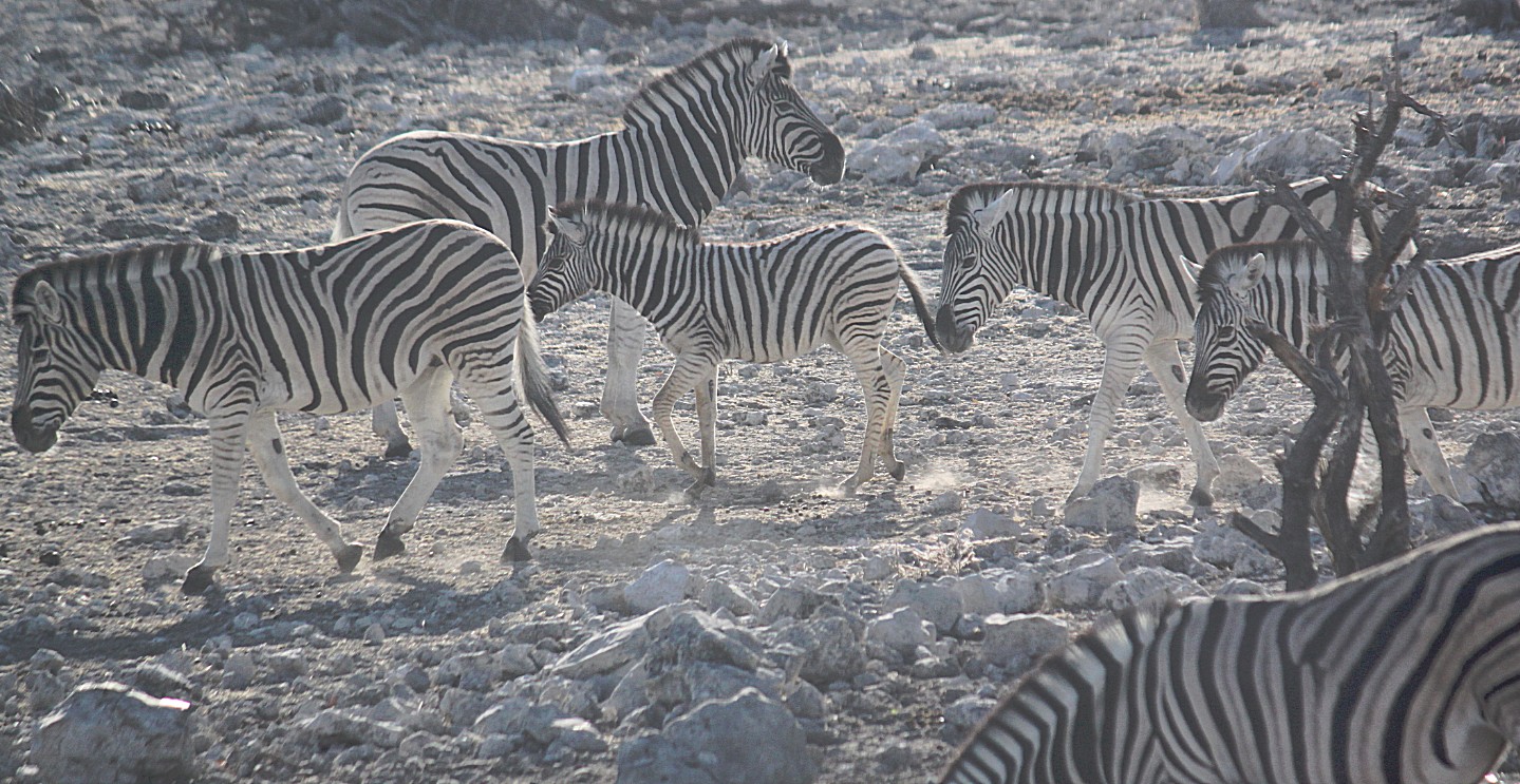 Namibie_Etosha2_2015_Img0037