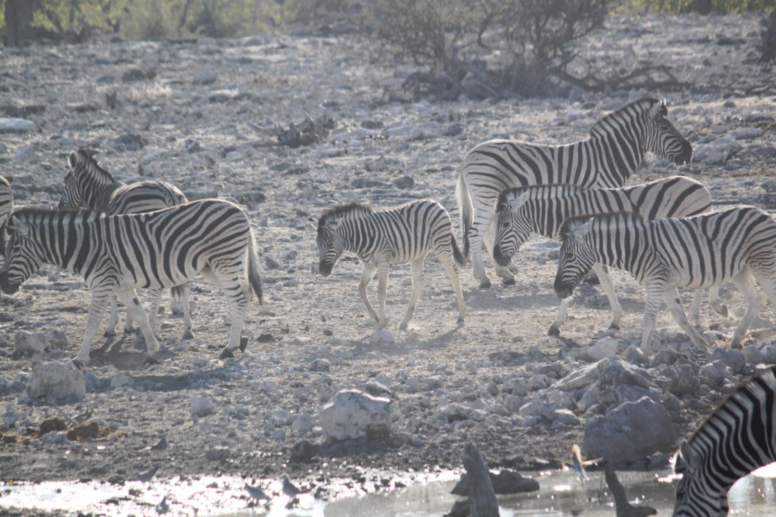 Namibie_Etosha2_2015_Img0038