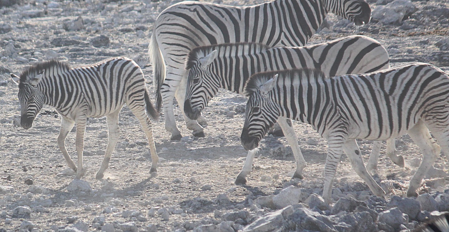 Namibie_Etosha2_2015_Img0039