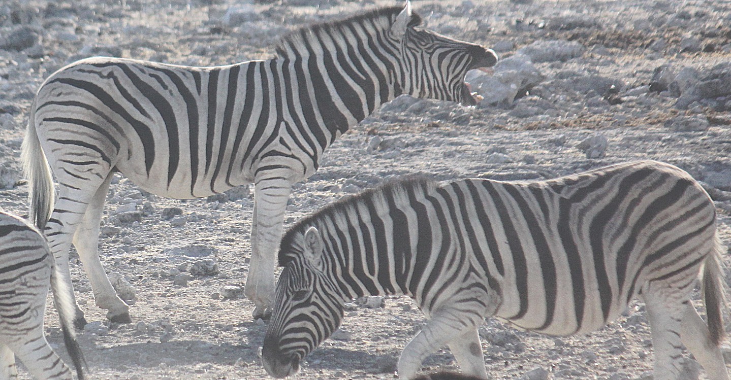 Namibie_Etosha2_2015_Img0040