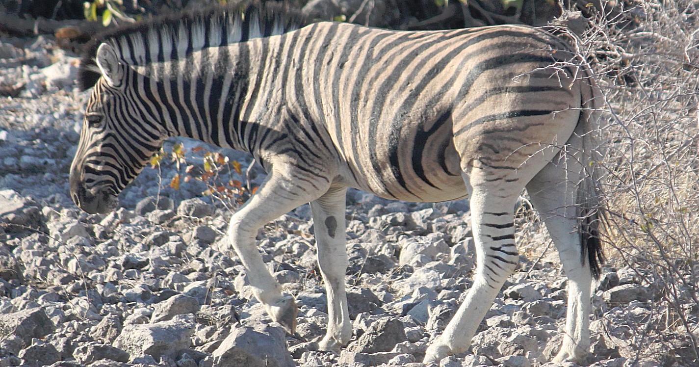 Namibie_Etosha2_2015_Img0041