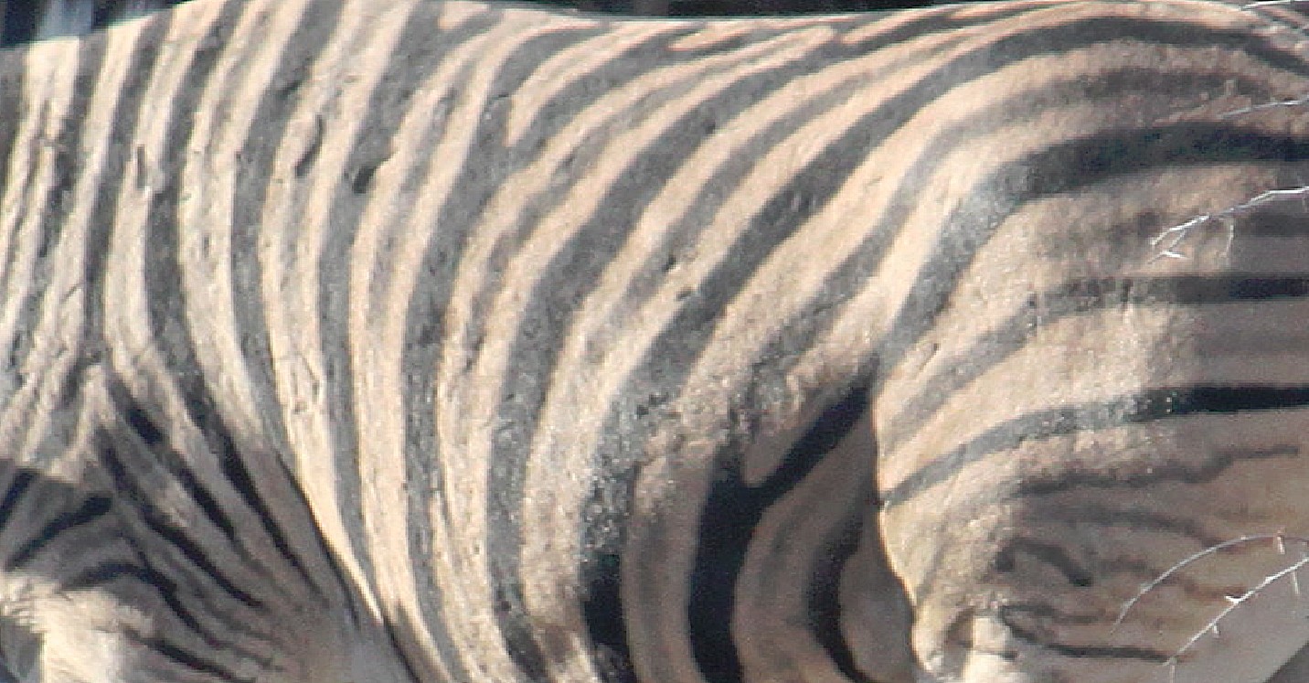 Namibie_Etosha2_2015_Img0042