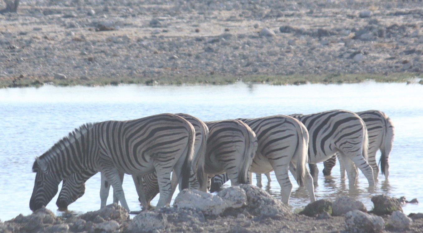 Namibie_Etosha2_2015_Img0043