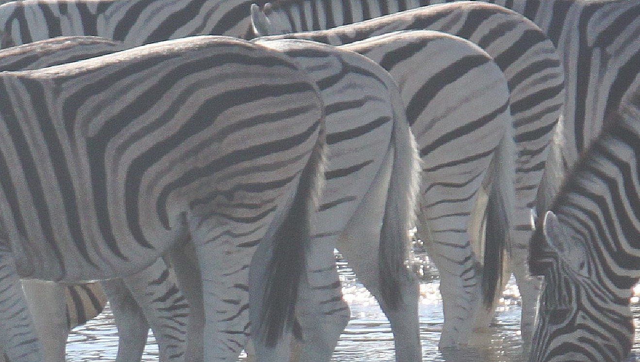 Namibie_Etosha2_2015_Img0044