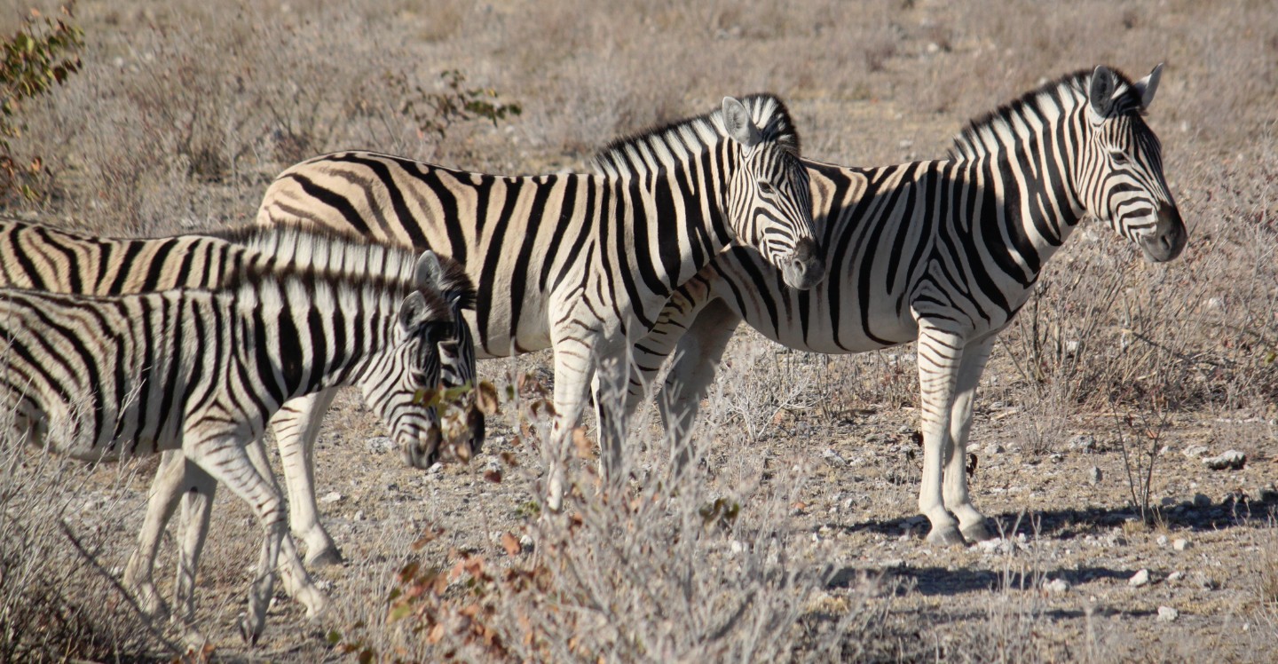 Namibie_Etosha2_2015_Img0045