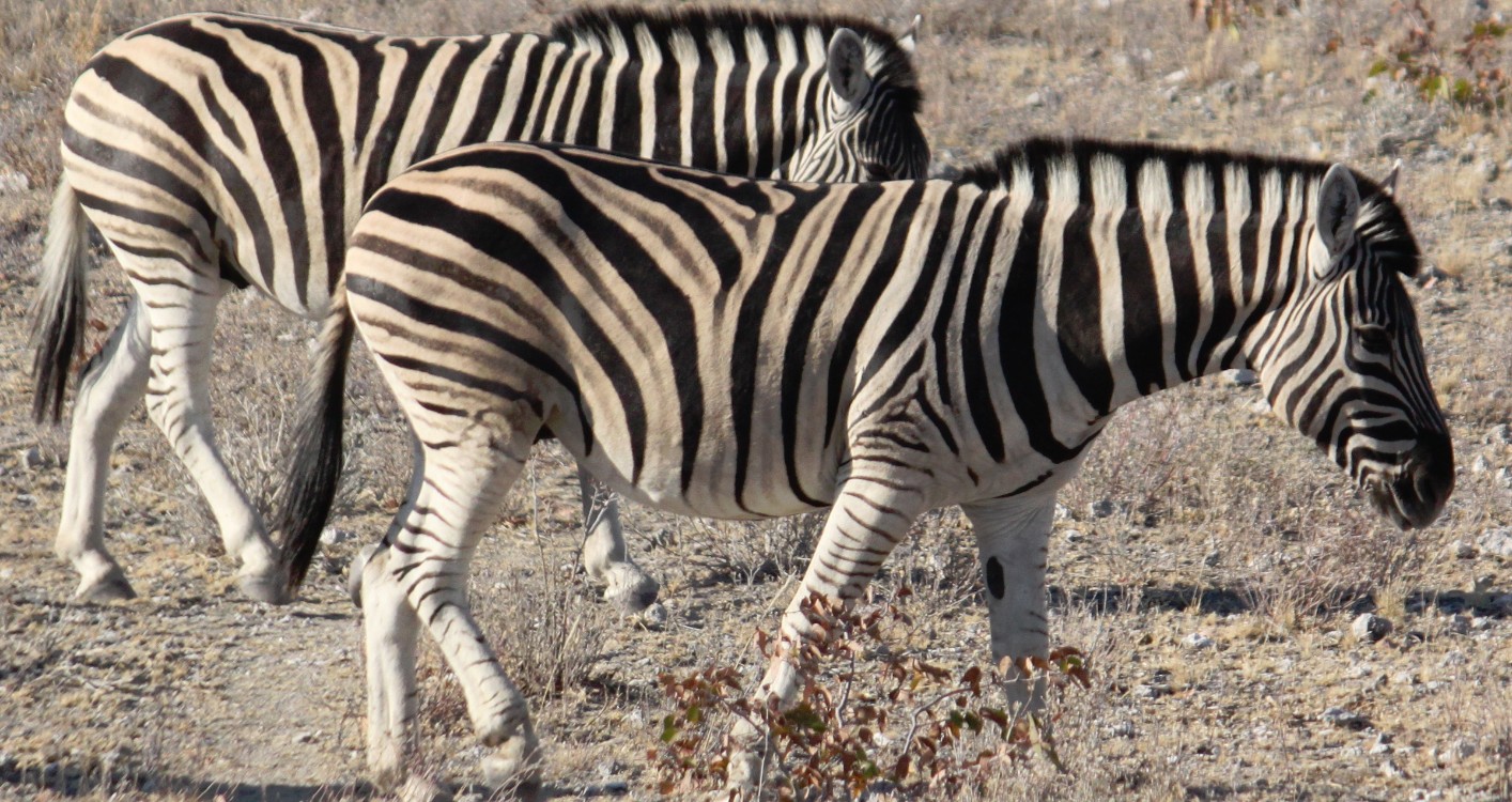 Namibie_Etosha2_2015_Img0046