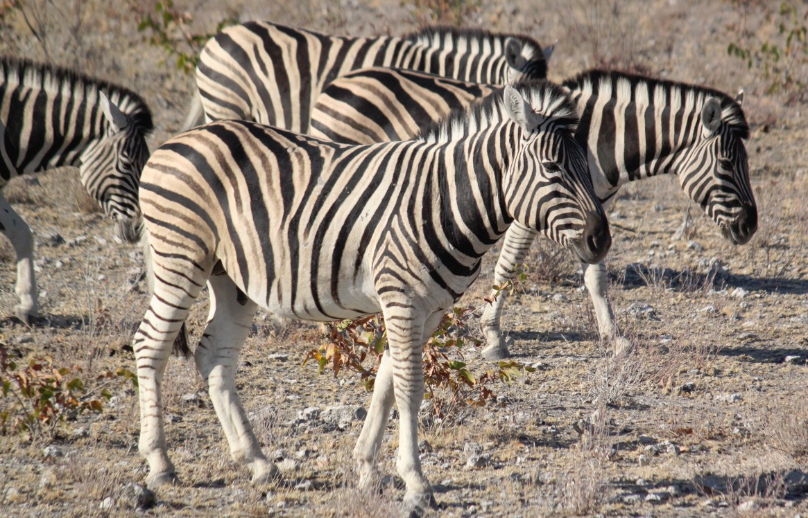 Namibie_Etosha2_2015_Img0047