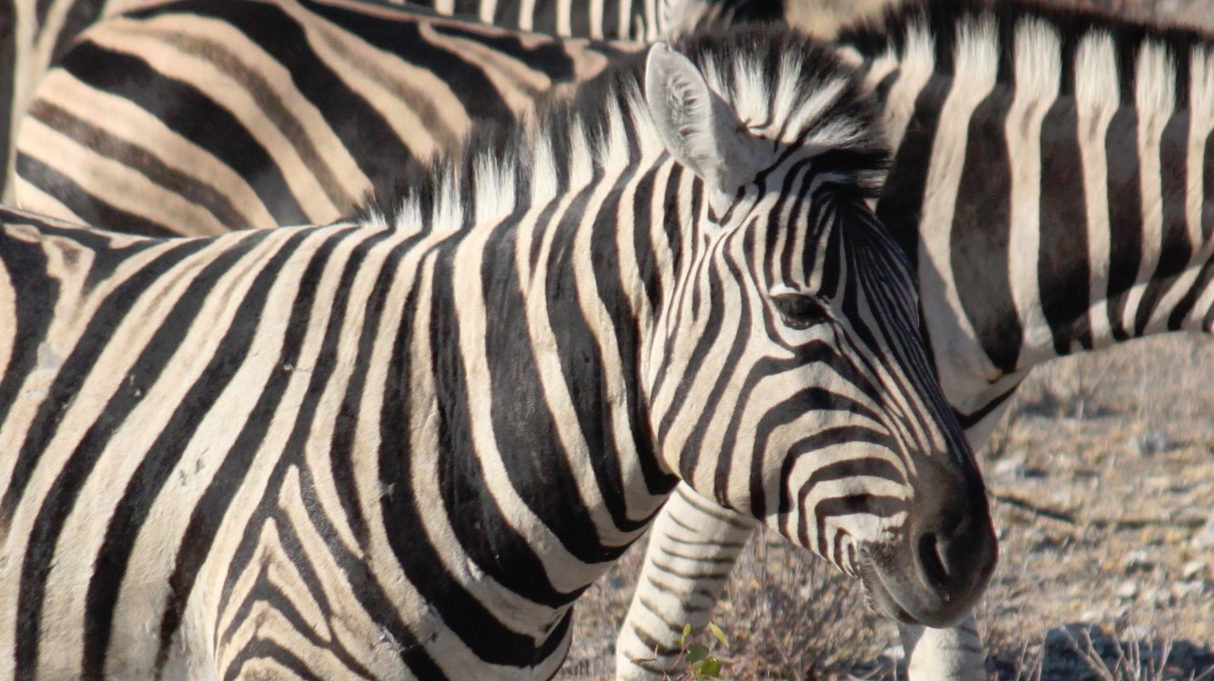 Namibie_Etosha2_2015_Img0048