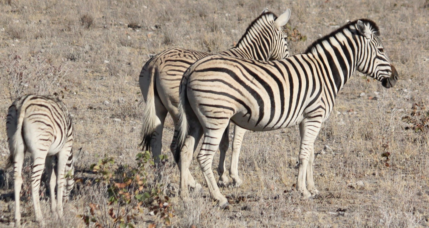 Namibie_Etosha2_2015_Img0049