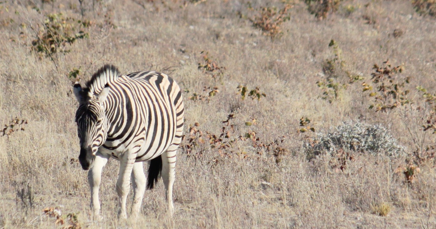 Namibie_Etosha2_2015_Img0050