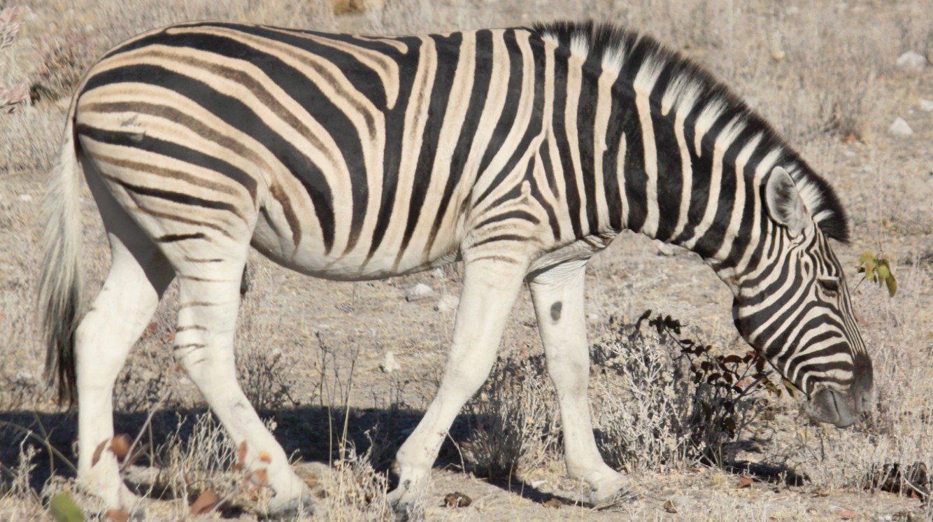 Namibie_Etosha2_2015_Img0051