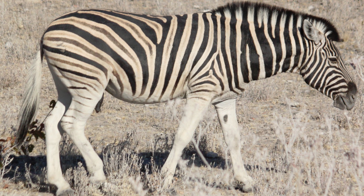 Namibie_Etosha2_2015_Img0052