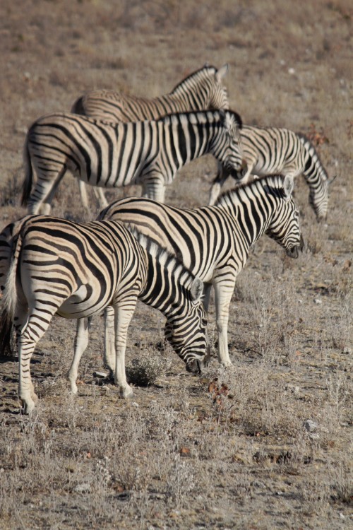 Namibie_Etosha2_2015_Img0053