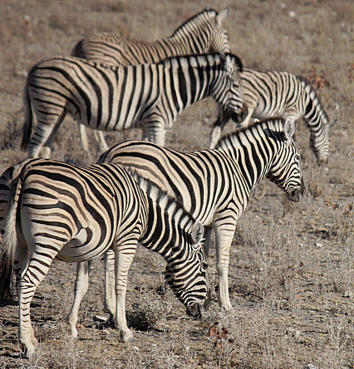 Namibie_Etosha2_2015_Img0054