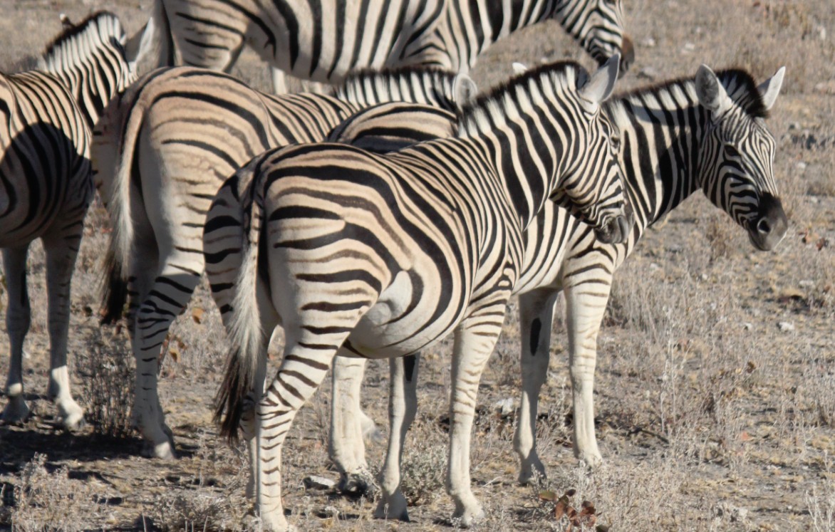 Namibie_Etosha2_2015_Img0055