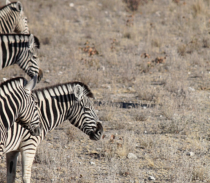 Namibie_Etosha2_2015_Img0056