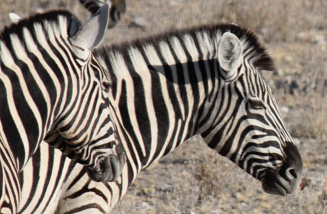 Namibie_Etosha2_2015_Img0057