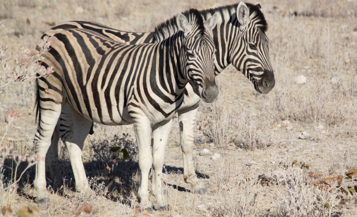 Namibie_Etosha2_2015_Img0058