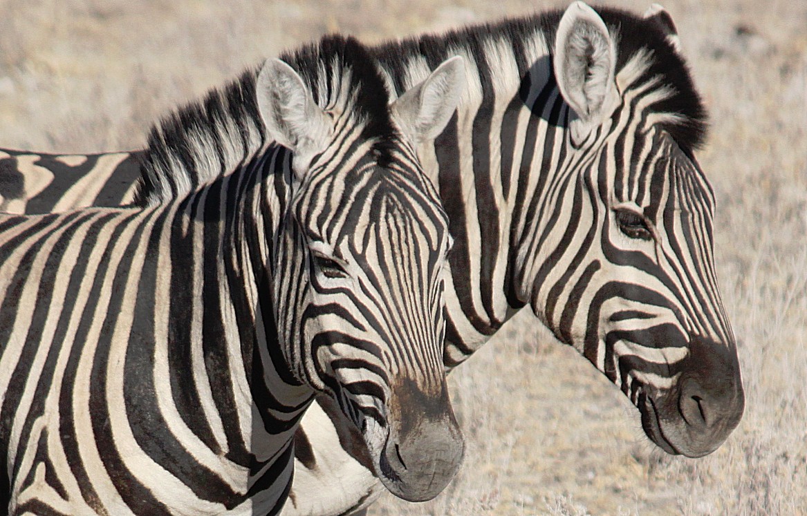 Namibie_Etosha2_2015_Img0059