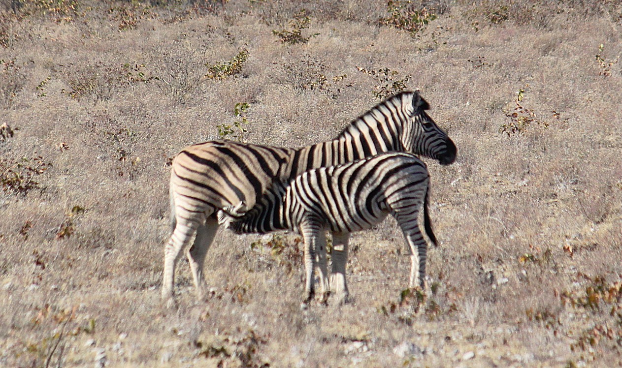 Namibie_Etosha2_2015_Img0060