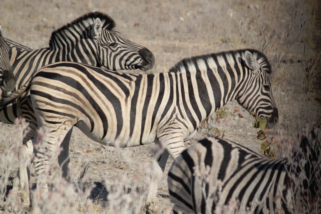 Namibie_Etosha2_2015_Img0061