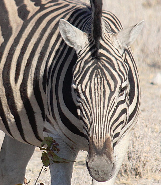 Namibie_Etosha2_2015_Img0062