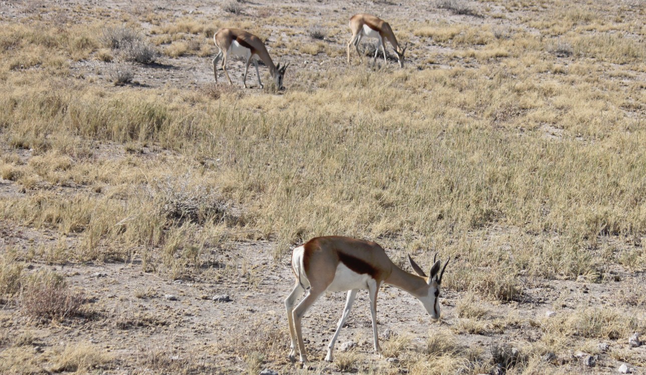 Namibie_Etosha2_2015_Img0063