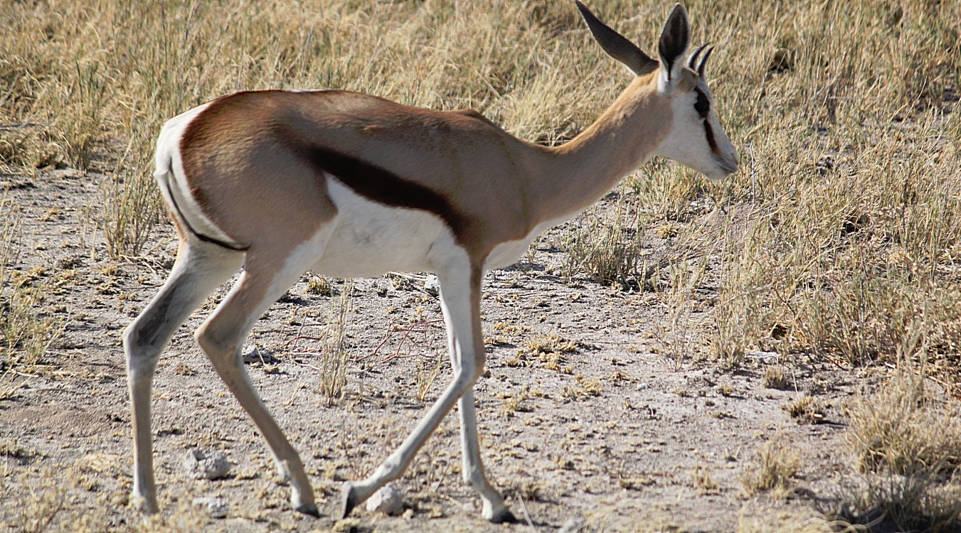 Namibie_Etosha2_2015_Img0064