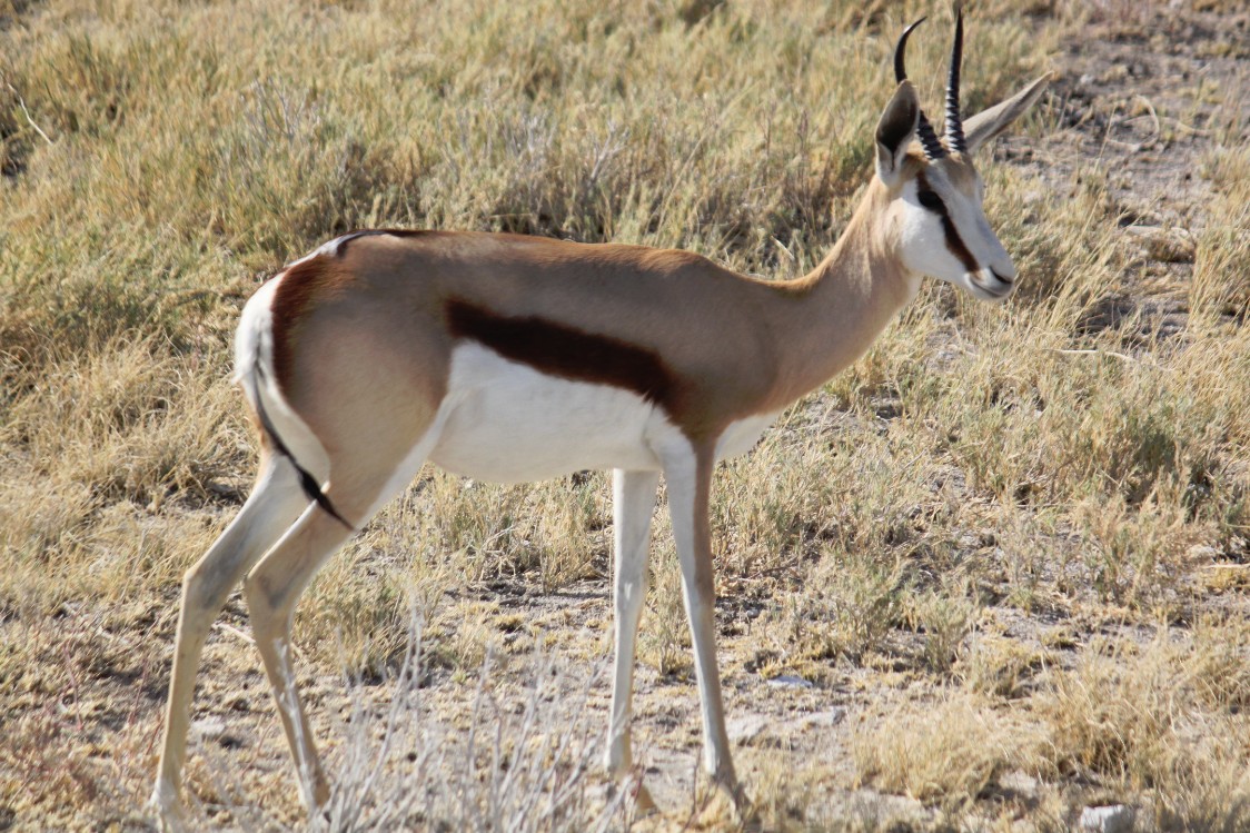 Namibie_Etosha2_2015_Img0065