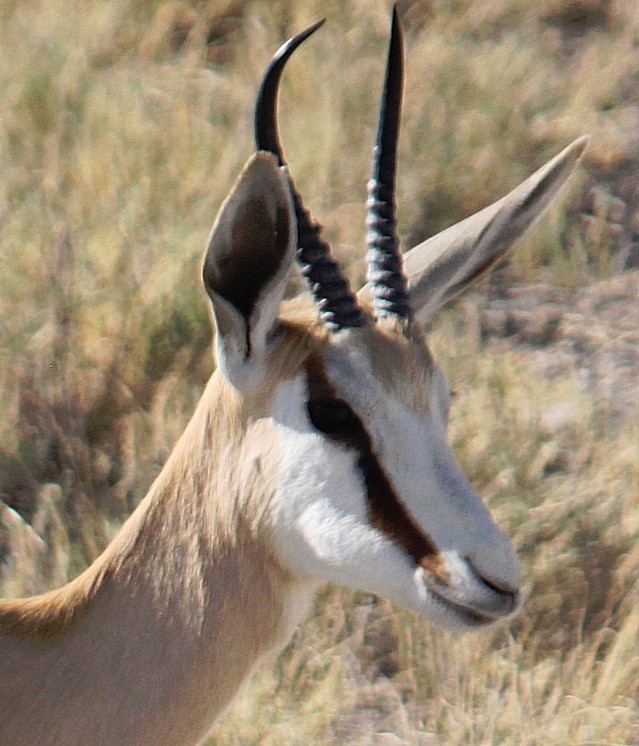 Namibie_Etosha2_2015_Img0066